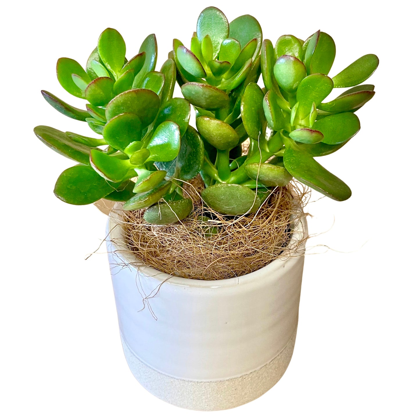Lucky Jade Friendship Plant - Mini