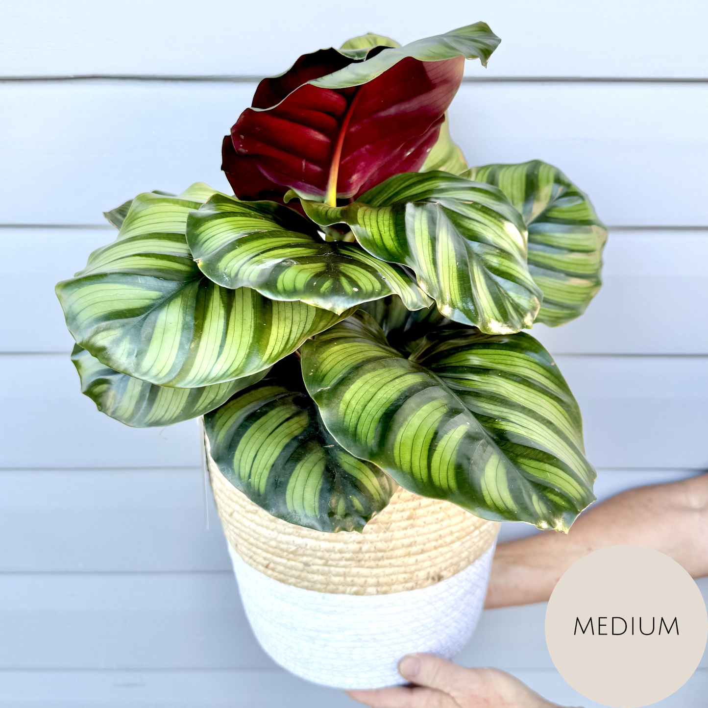 Calathea Plant