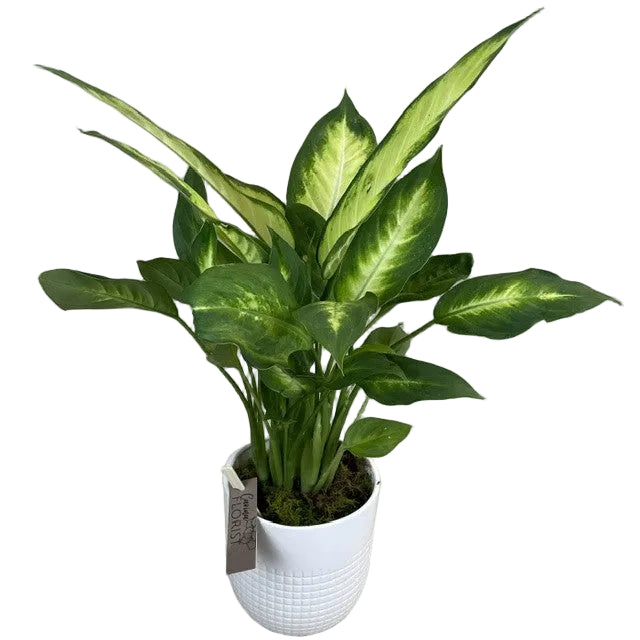 Dieffenbachia - Tropic