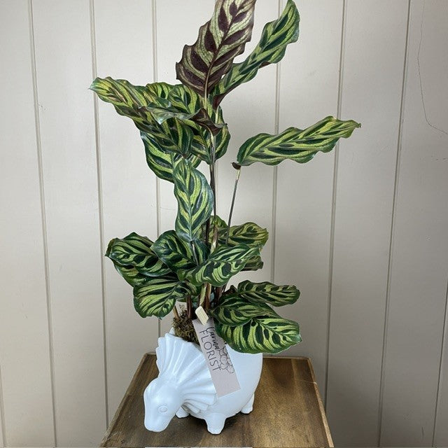 Dinosaur Potted Plant