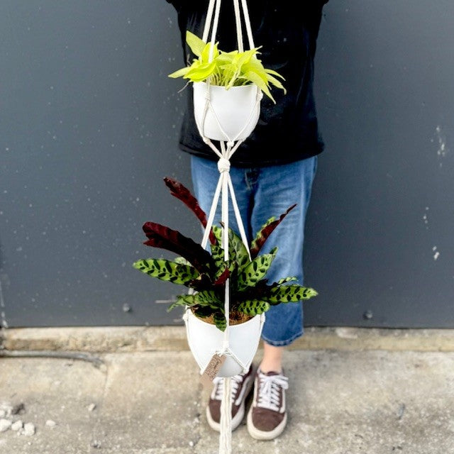 Hanging Plants