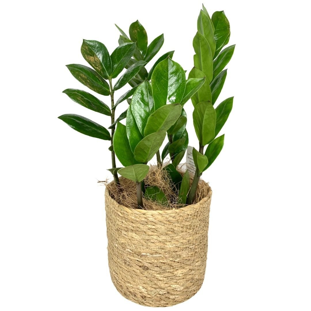 Zanzibar Plant