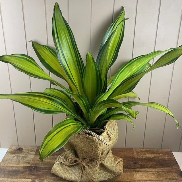Dracaena (Happy Plant)