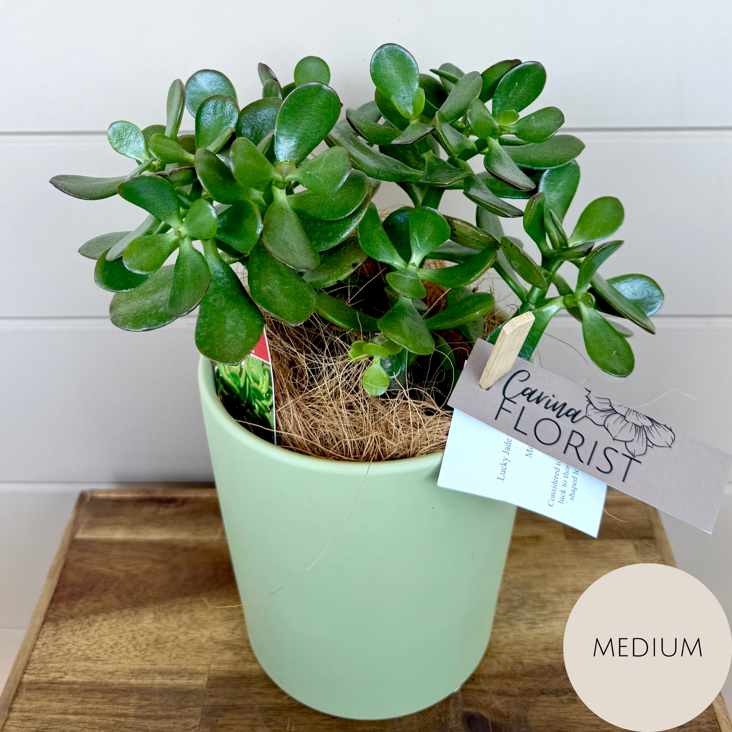 Lucky Jade Friendship Plant