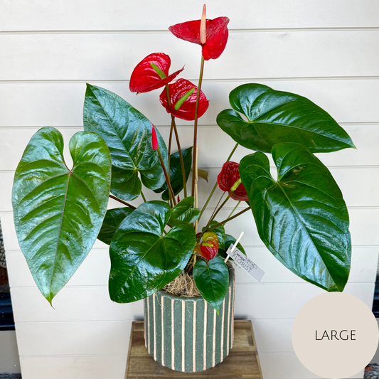 Anthurium Plant