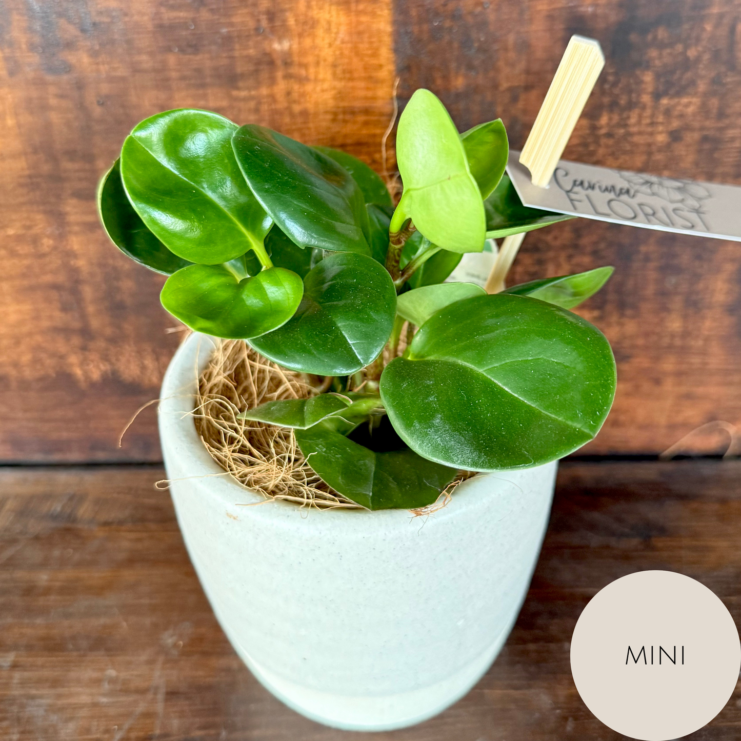 Peperomia Plant