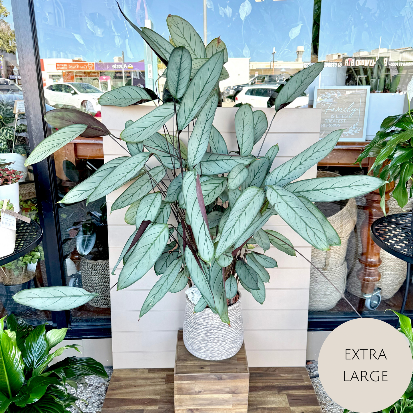 Calathea Plant