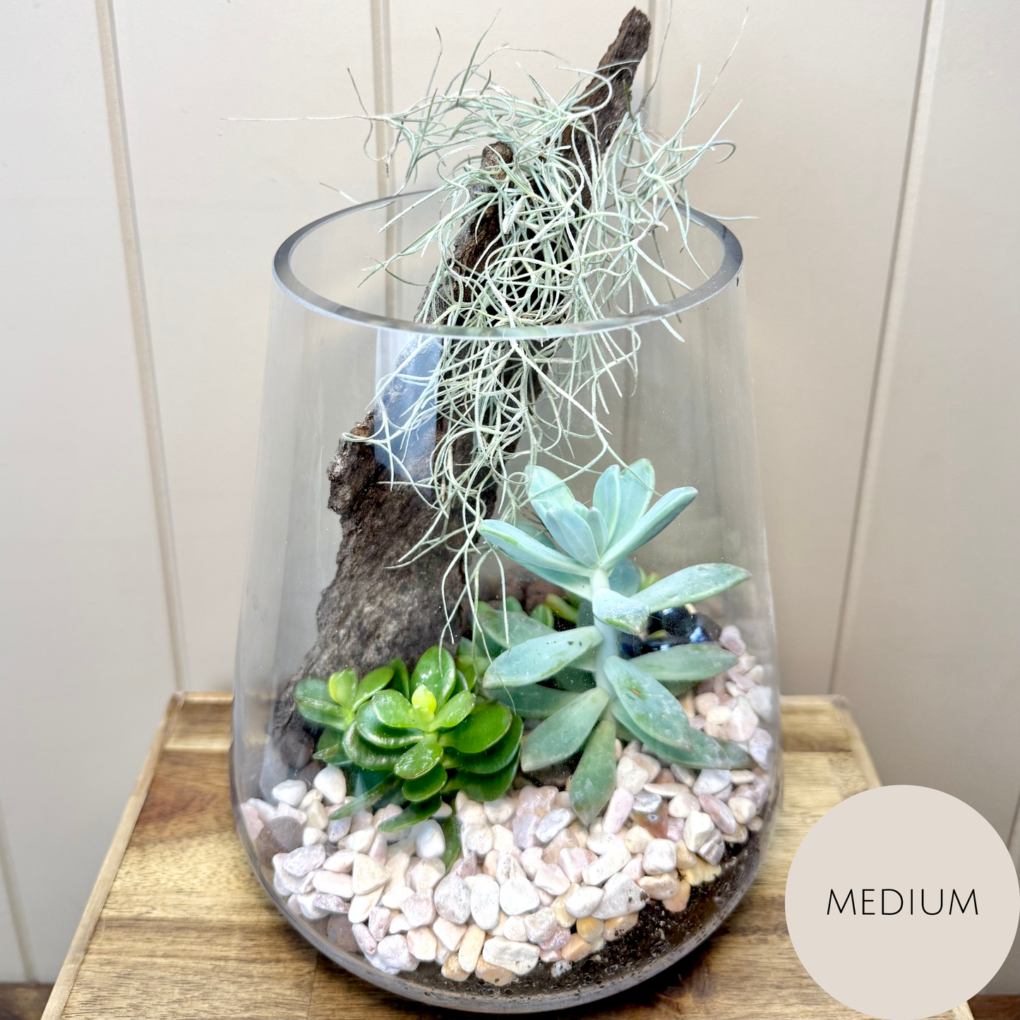Succulent Terrarium Plants