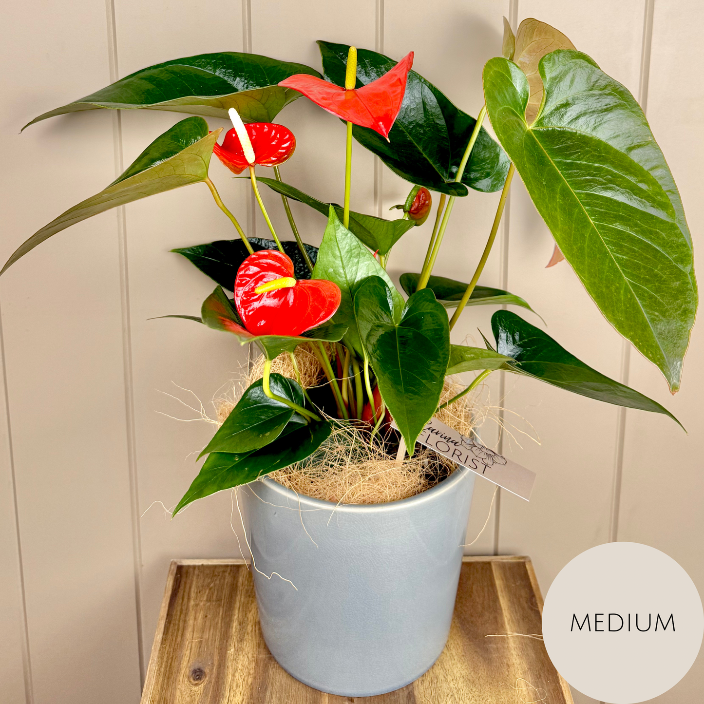 Anthurium Plant