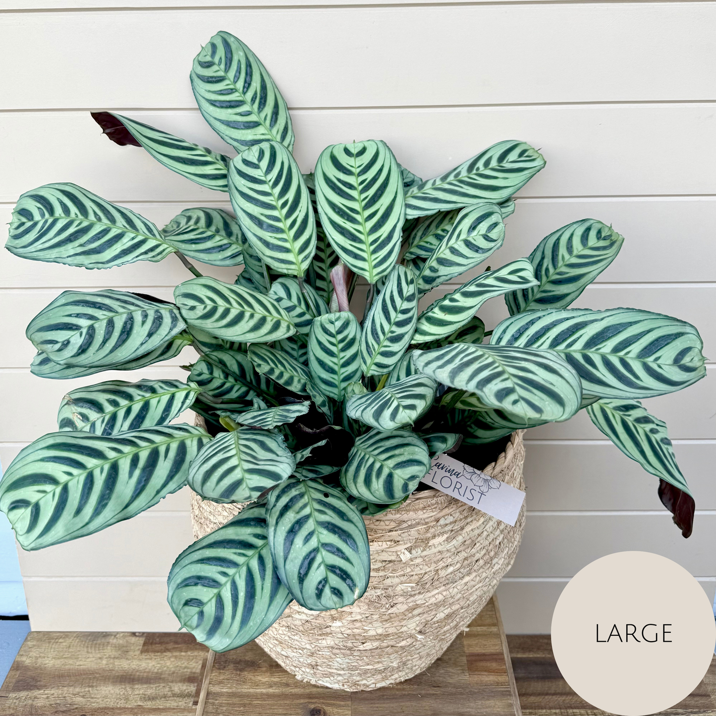 Calathea Plant