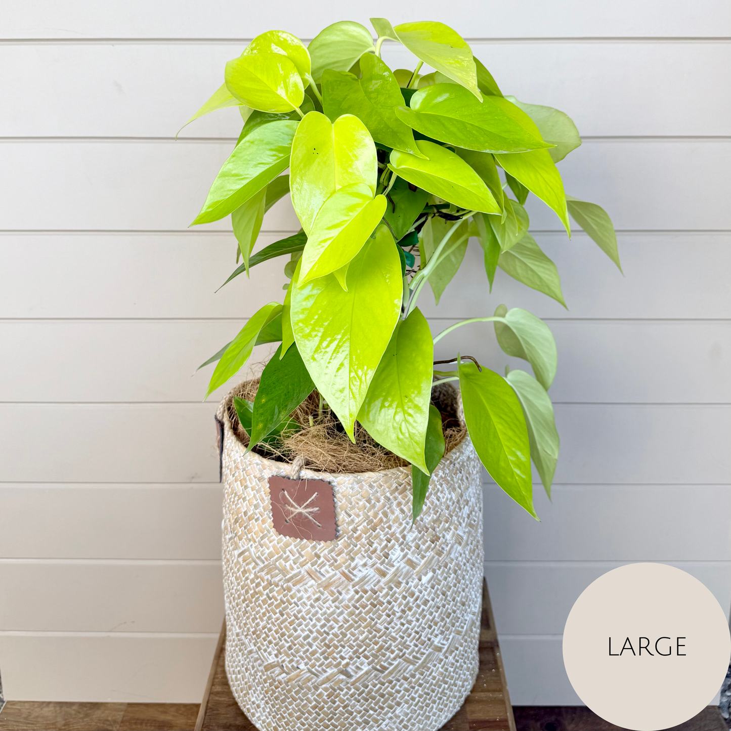 Devils Ivy - Pothos Plant