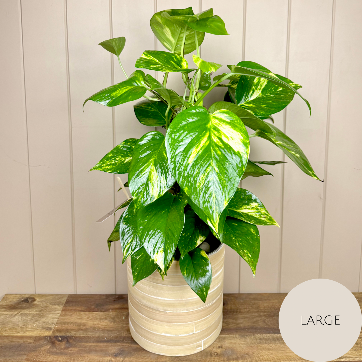 Devils Ivy - Pothos Plant