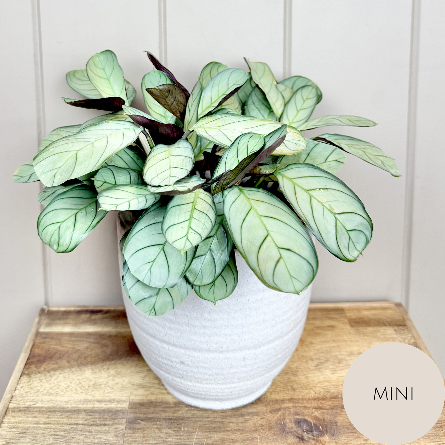 Calathea Plant