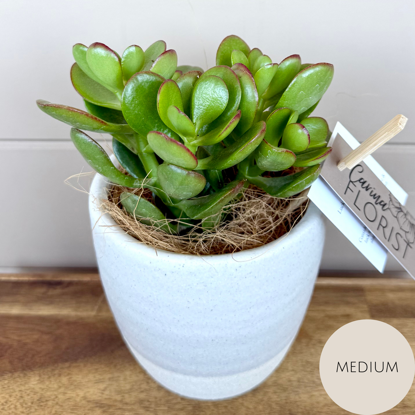 Lucky Jade Friendship Plant