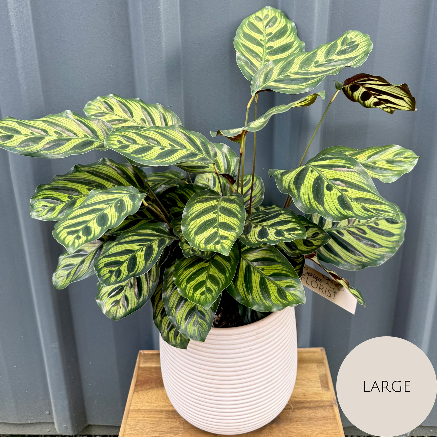 Calathea Plant
