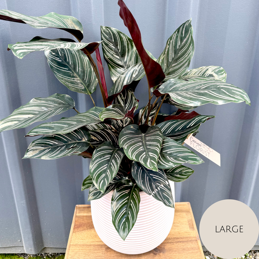 Calathea Plant