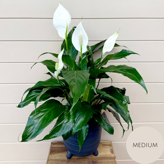 Peace Lily Plant
