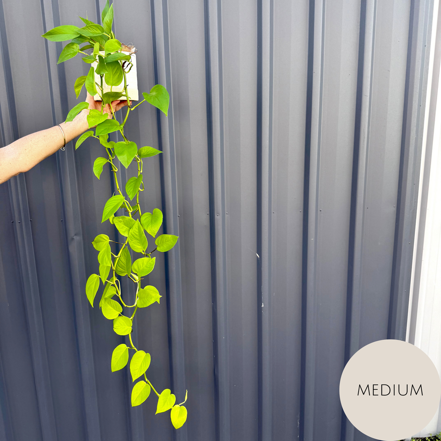 Devils Ivy - Pothos Plant