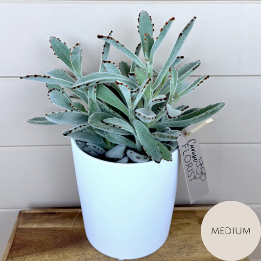 Kalanchoe Tomentosa Plant