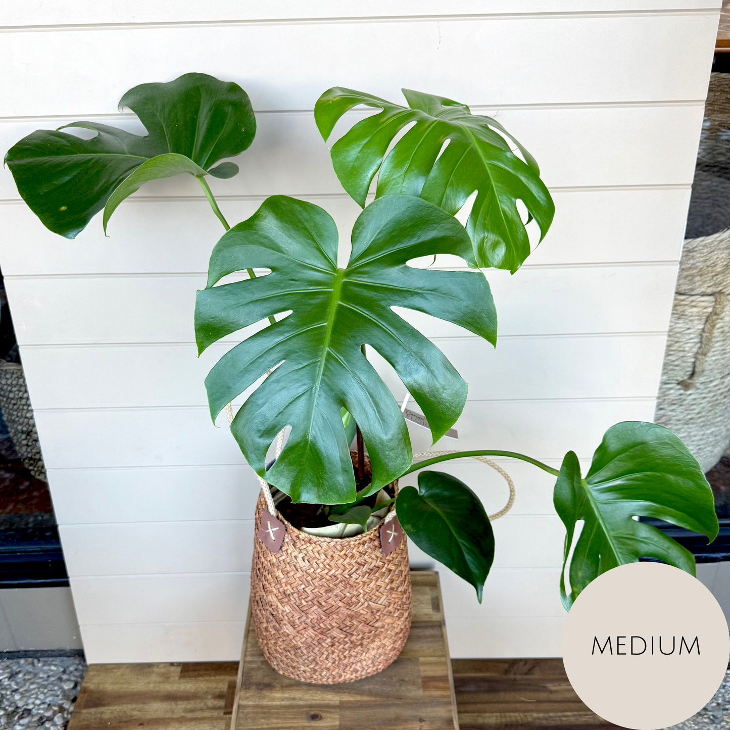 Monstera Deliciosa Plant