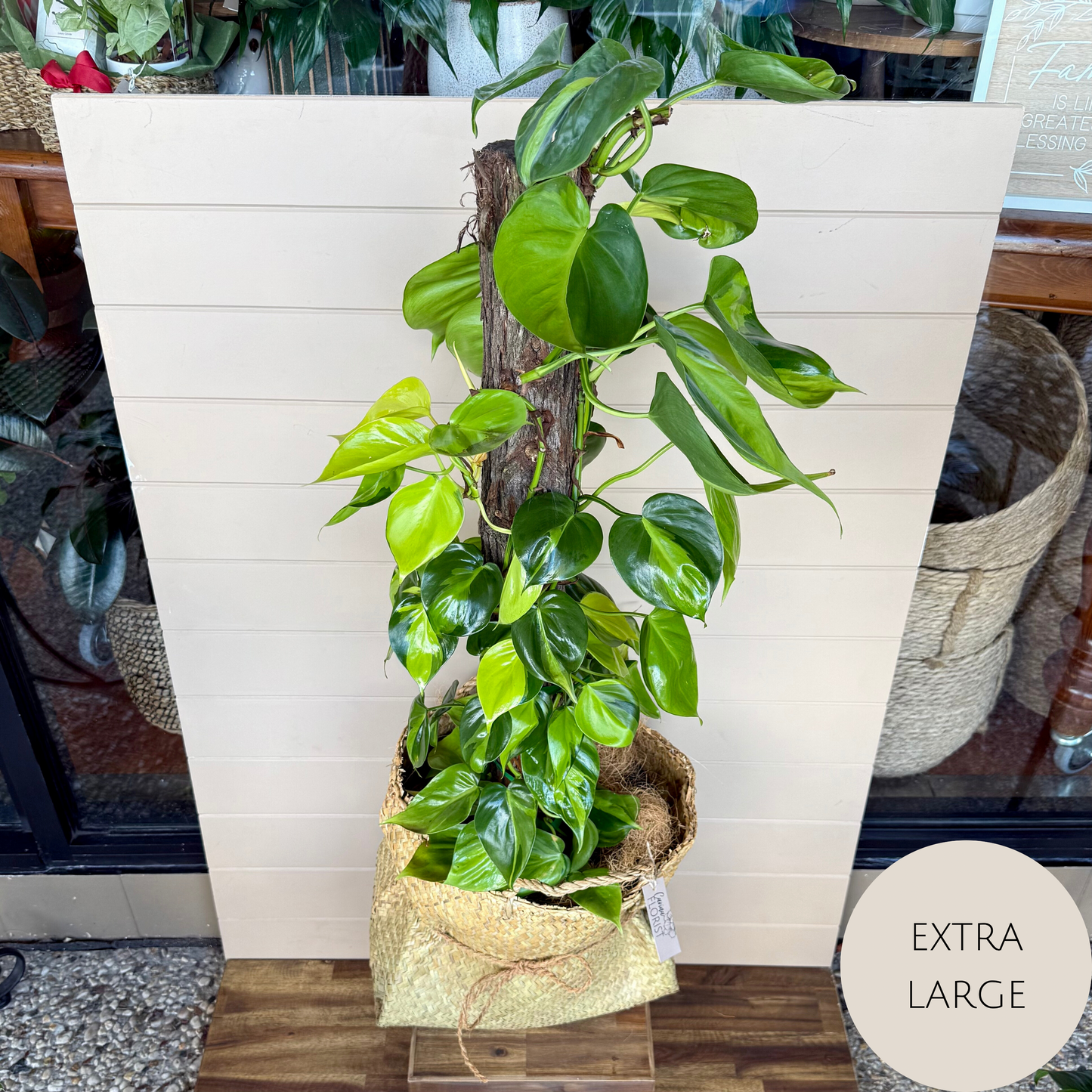 Devils Ivy - Pothos Plant