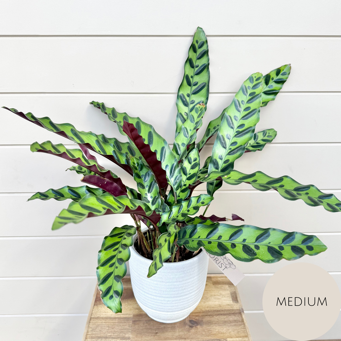 Calathea Plant