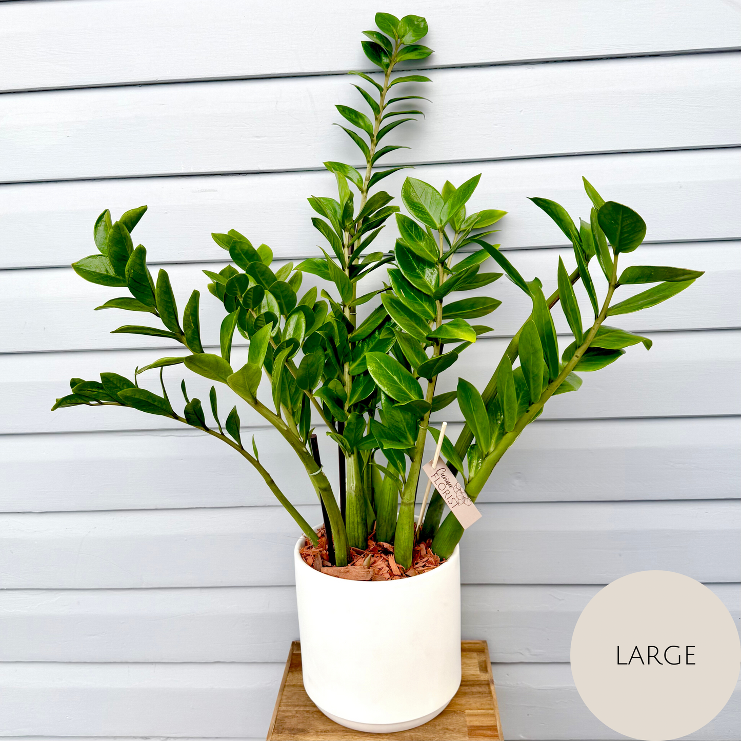 Zanzibar Plant