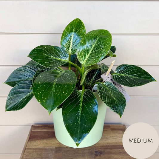 Philodendron Birkin Plant