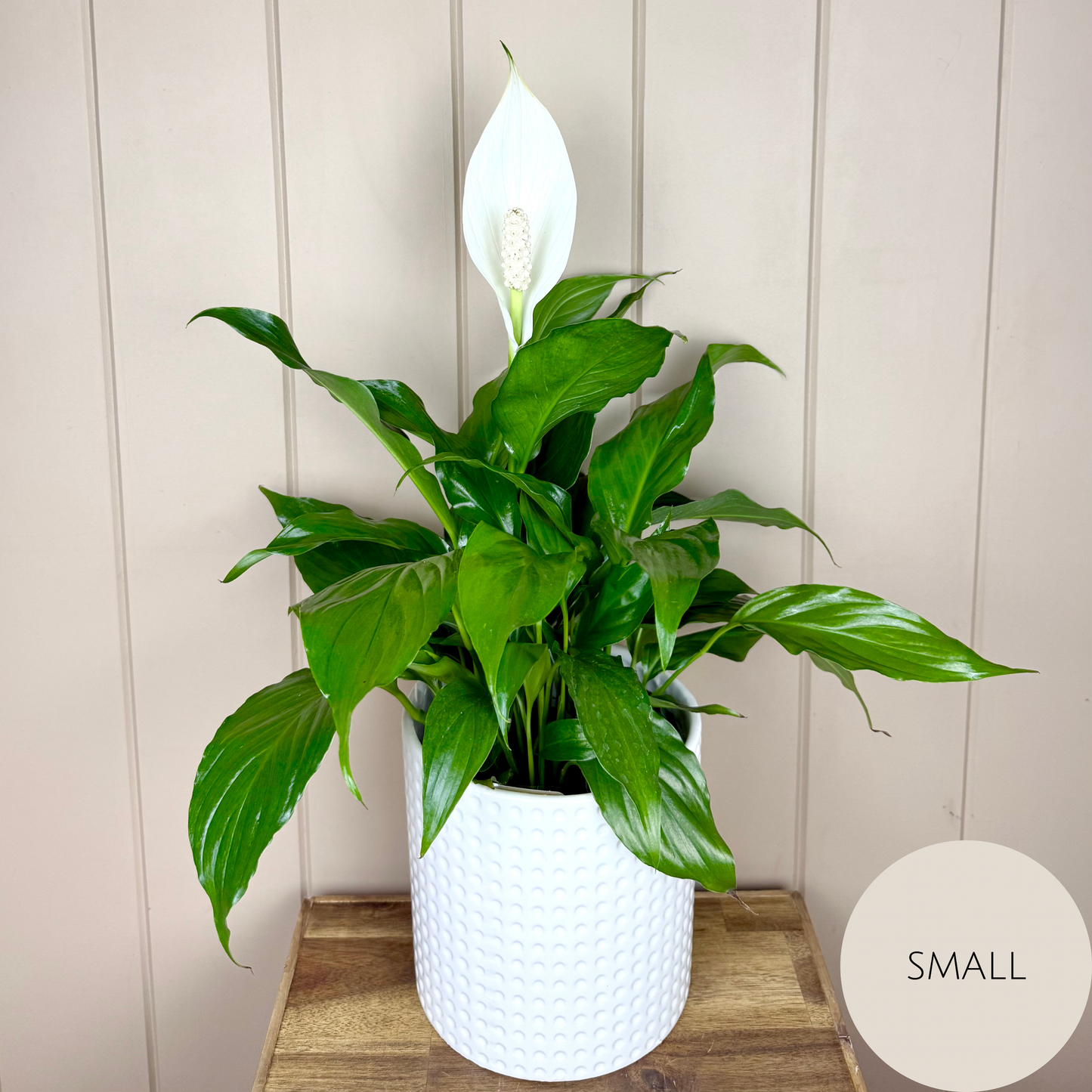 Peace Lily Plant