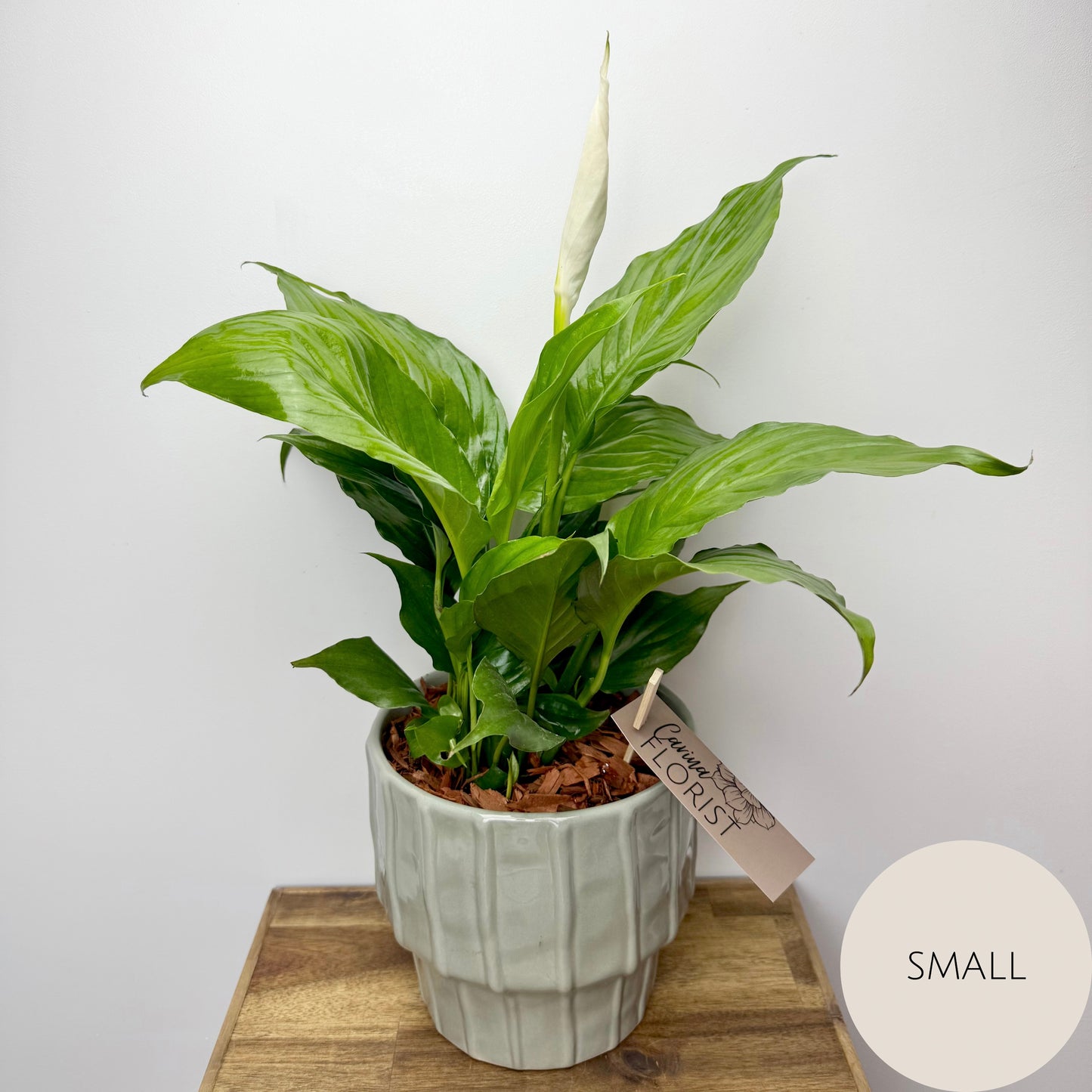 Peace Lily Plant
