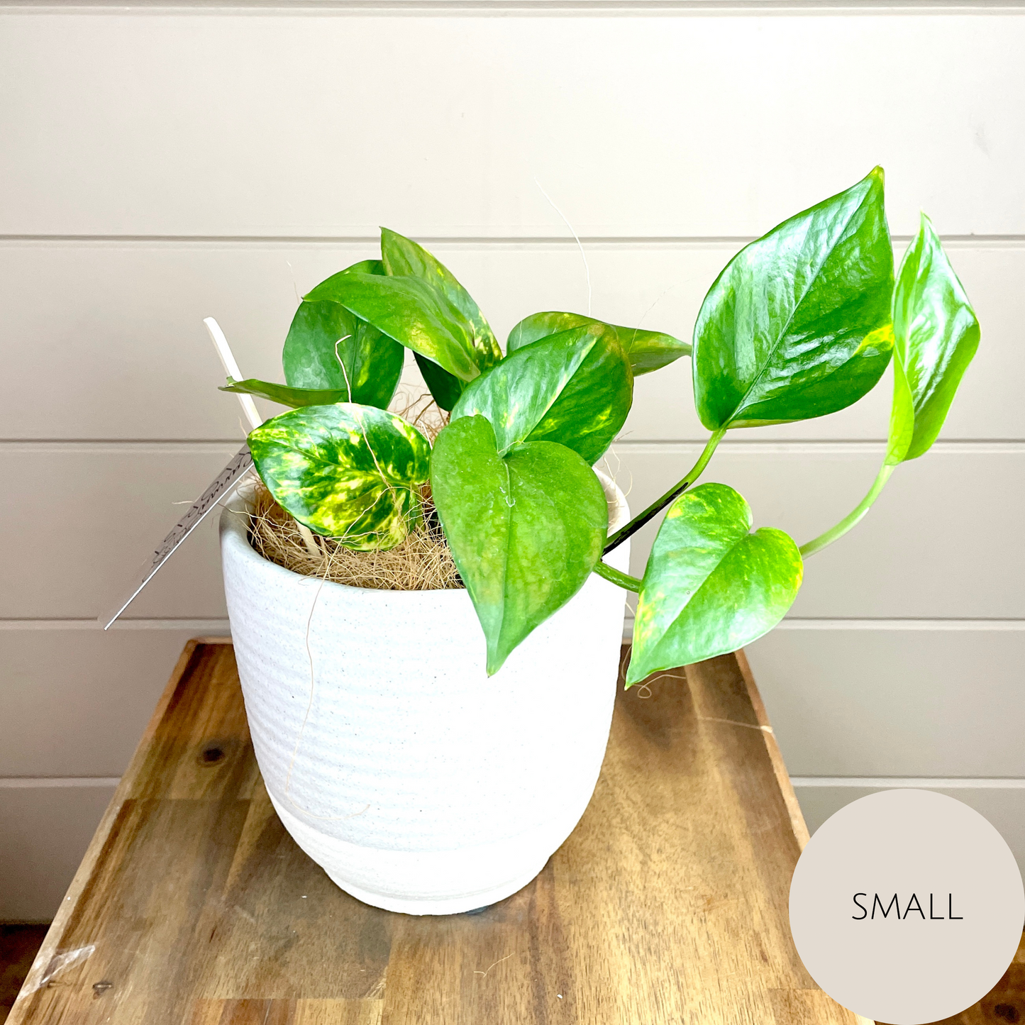 Devils Ivy - Pothos Plant