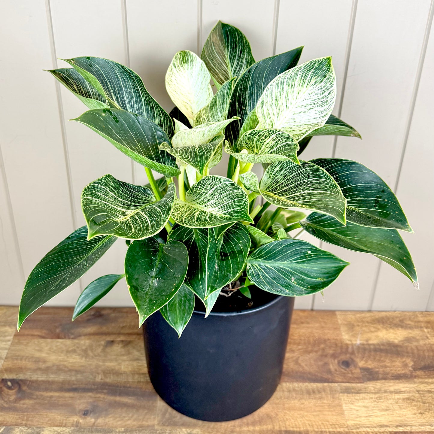 Philodendron Plant - Birkin