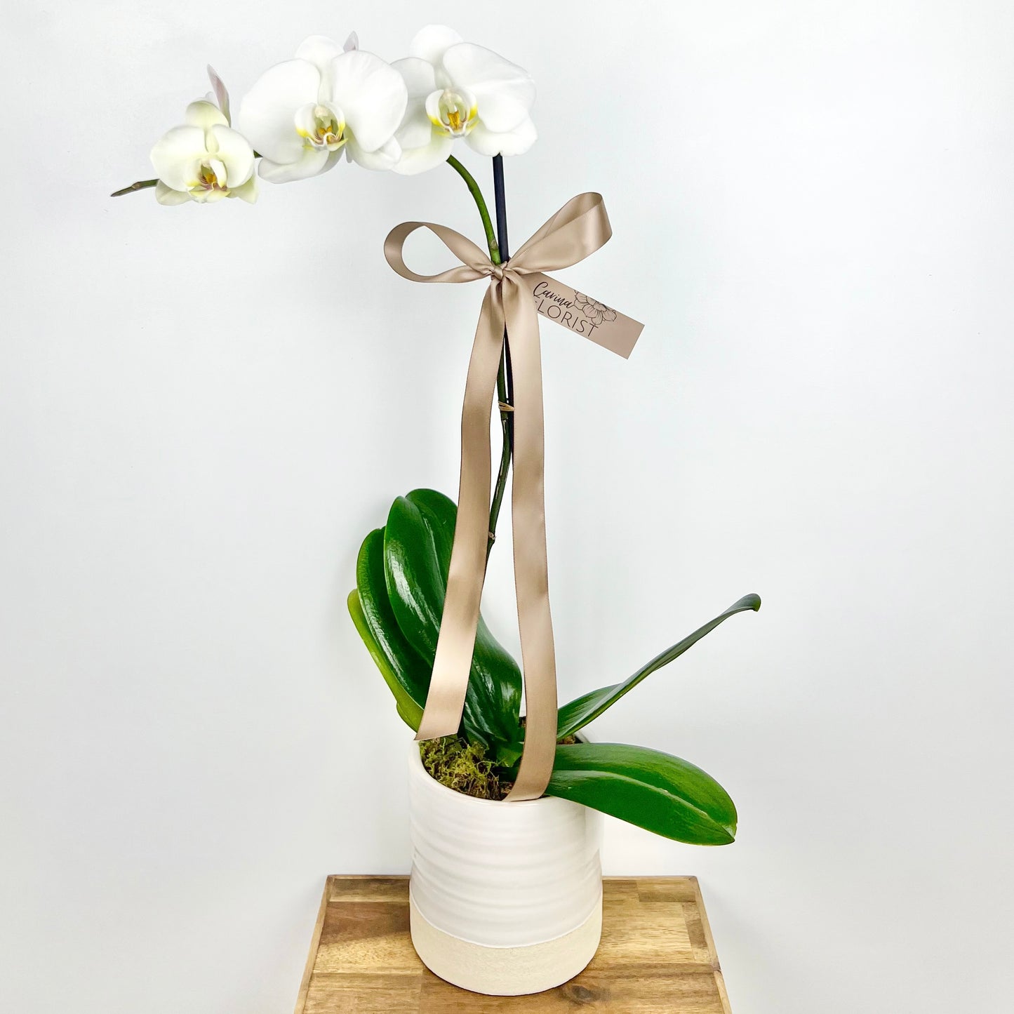 Phalaenopsis Orchid Plant