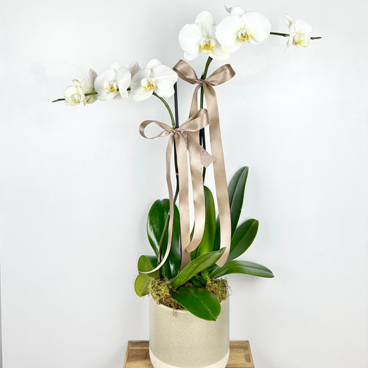 Phalaenopsis Orchid Plant