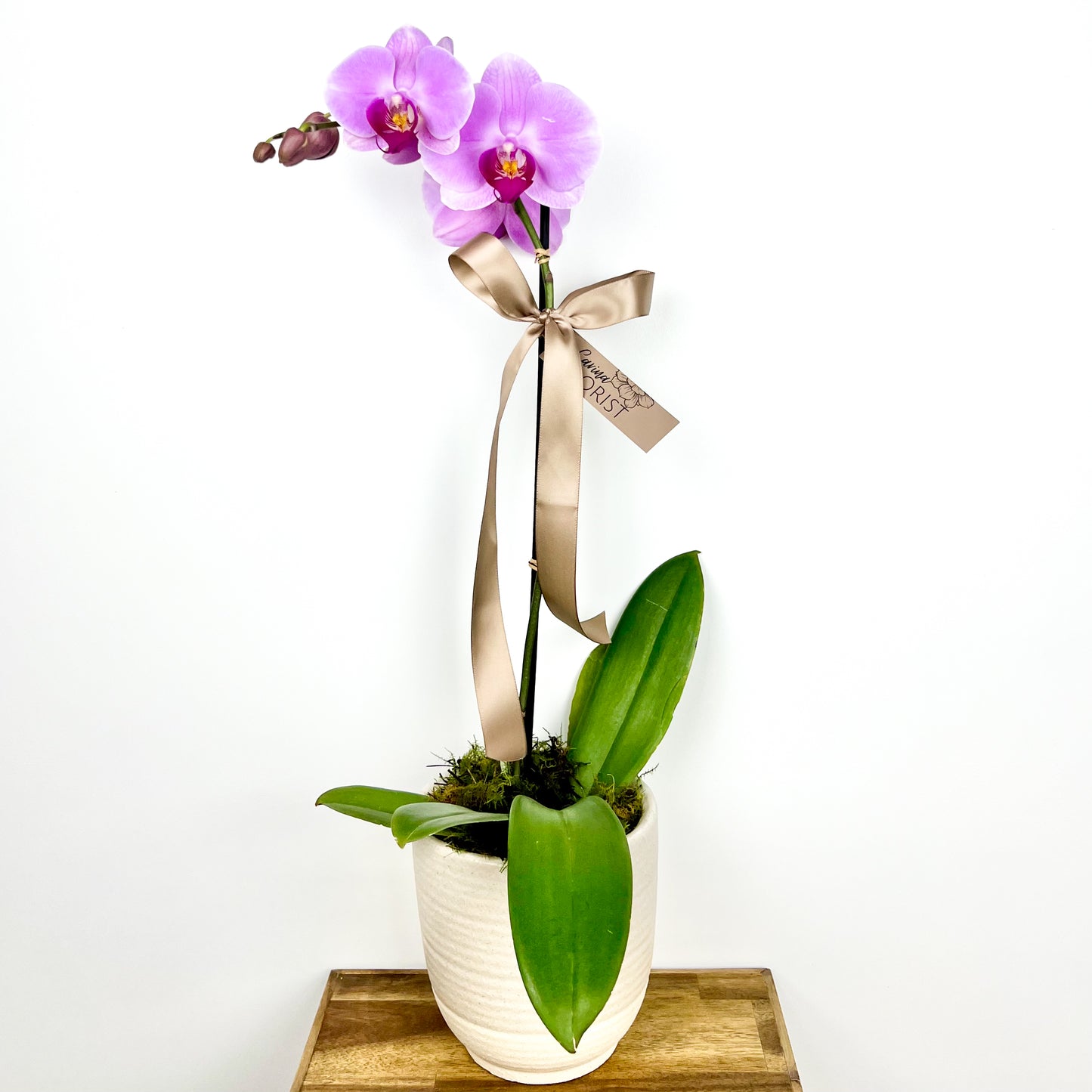 Phalaenopsis Orchid Plant