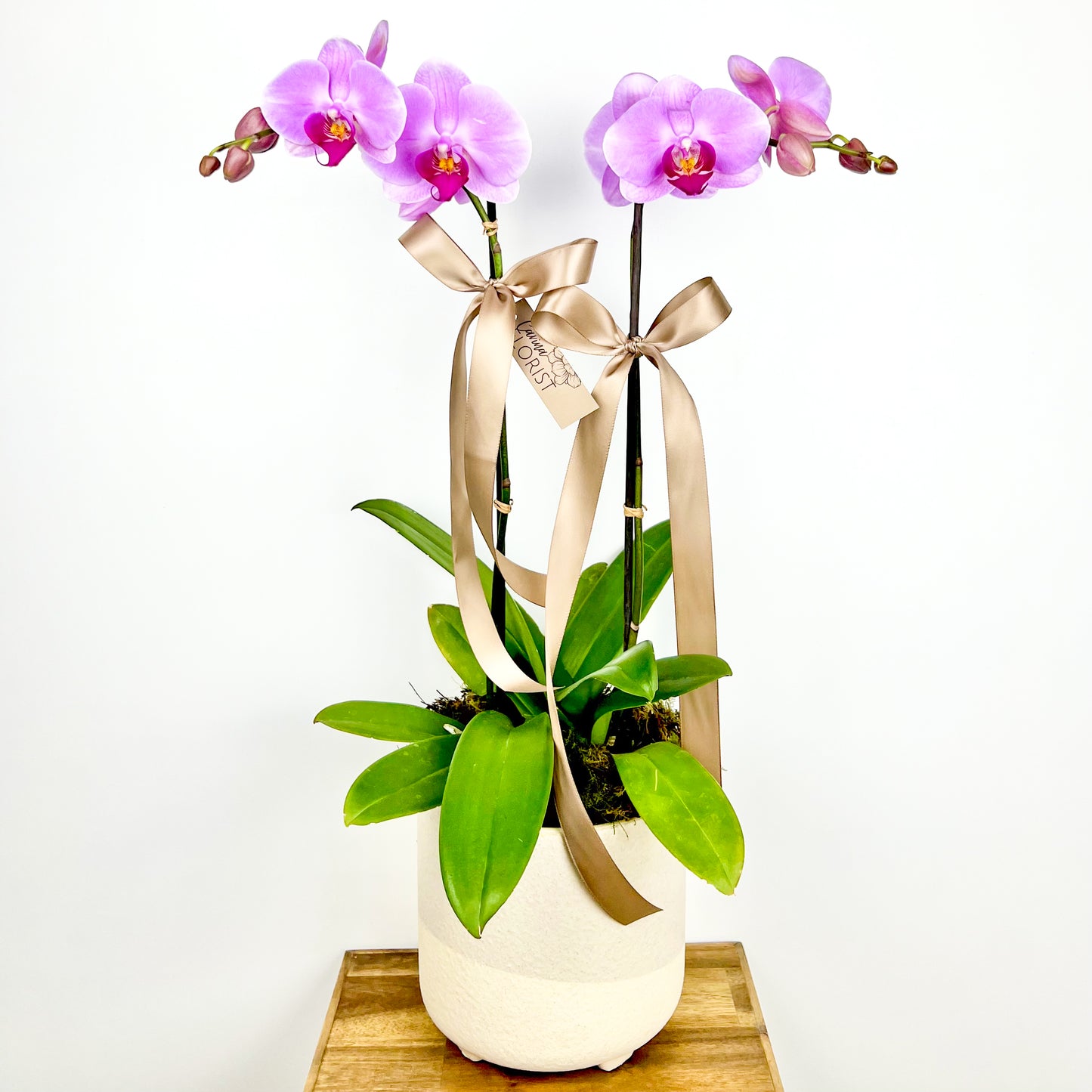 Phalaenopsis Orchid Plant