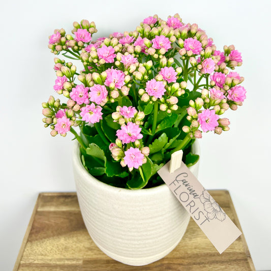 Flowering Kalanchoe Plant