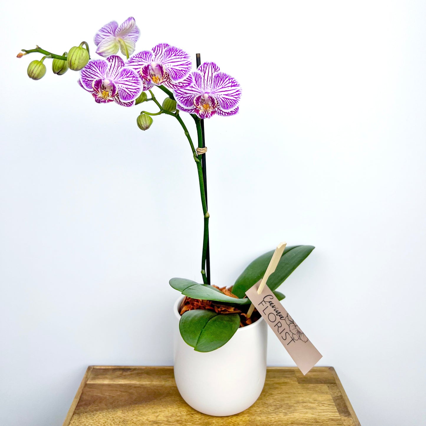 Phalaenopsis Orchid Plant