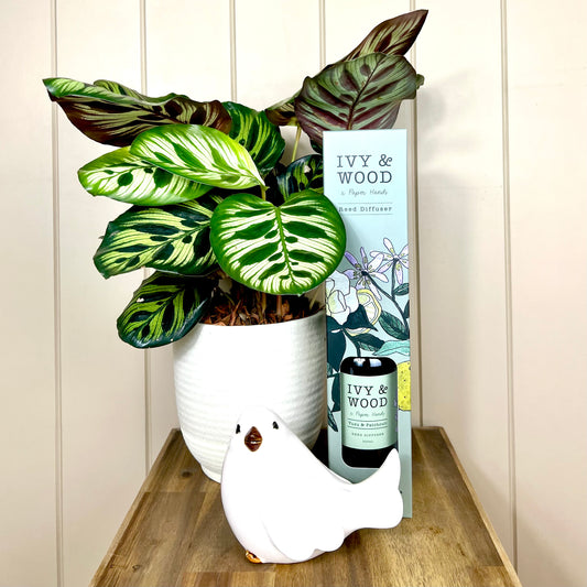 Plant Lover Gift Pack