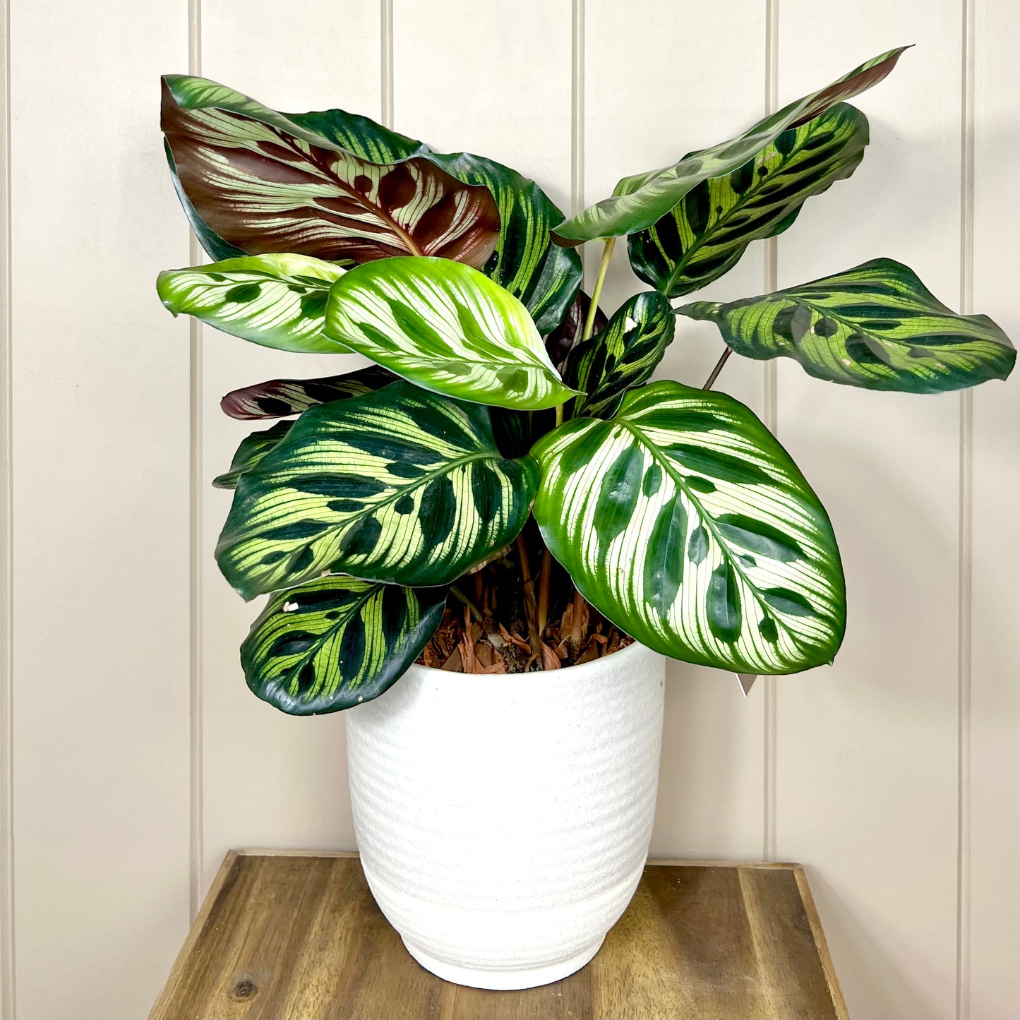 Calathea Plant