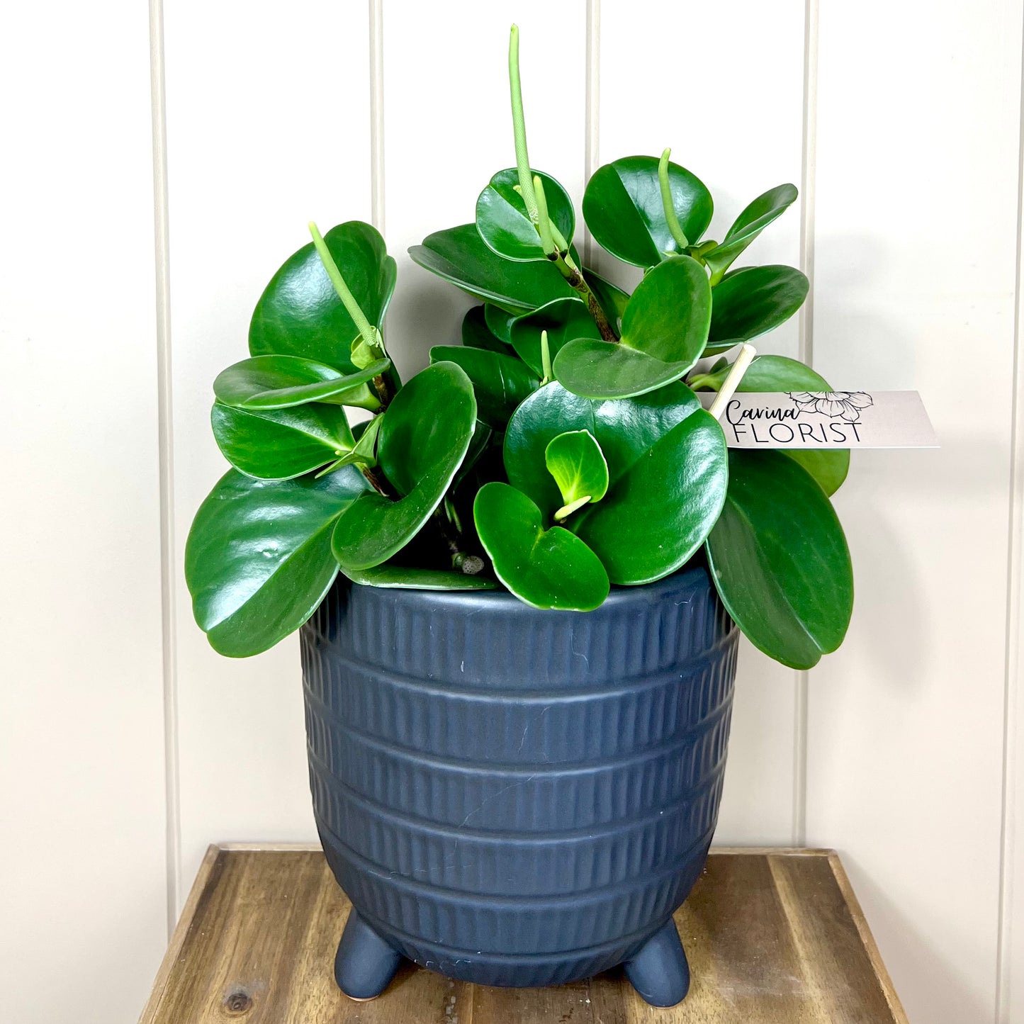 Peperomia Plant