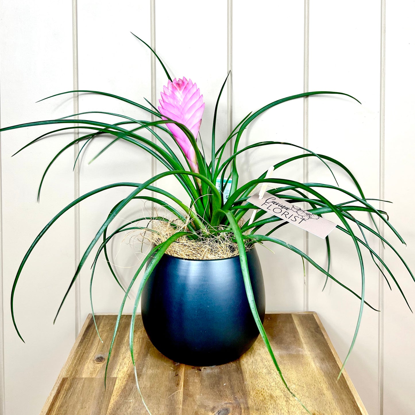 Tillandsia ‘Pink Quill’ Plant