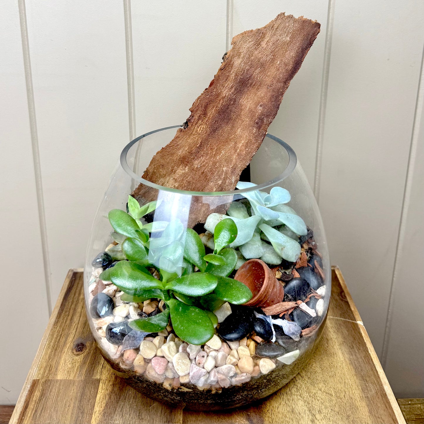 Succulent Terrarium Plants
