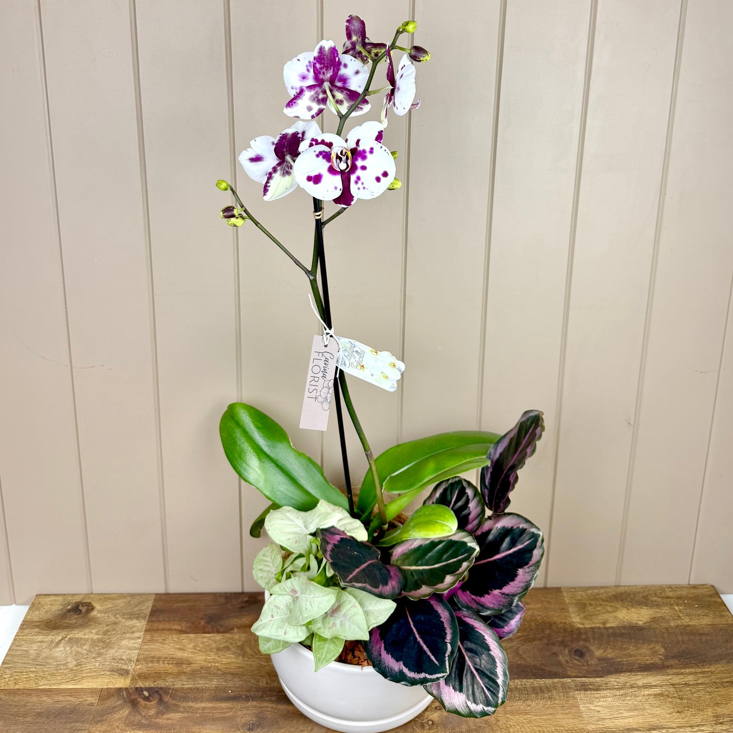 Orchid Garden