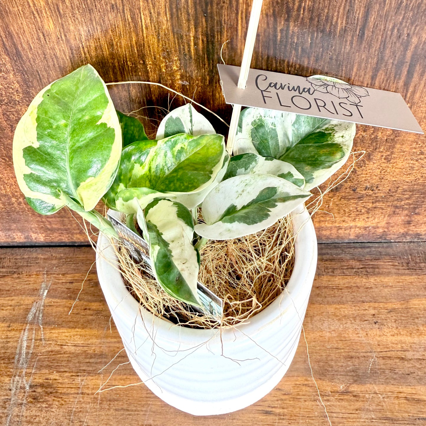 Devils Ivy - Pothos Plant