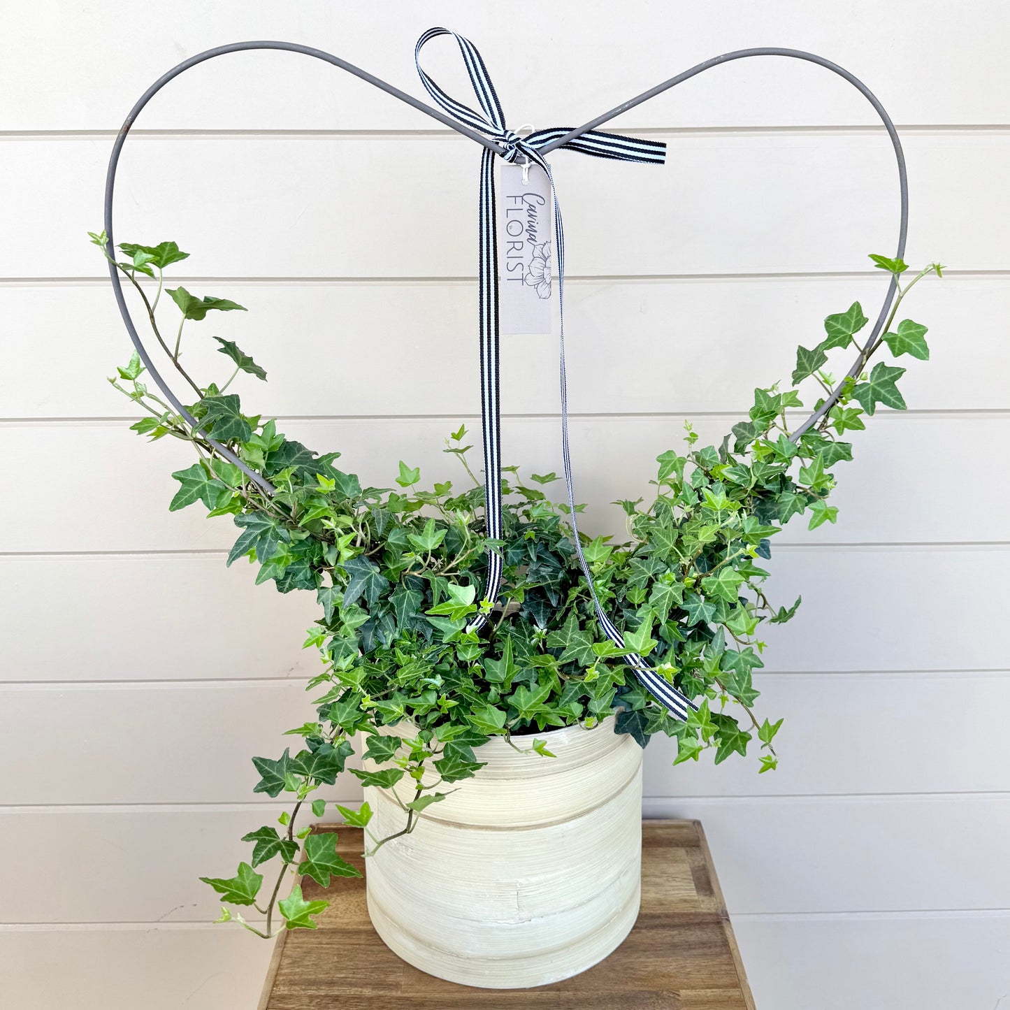 Ivy Wreath Plant
