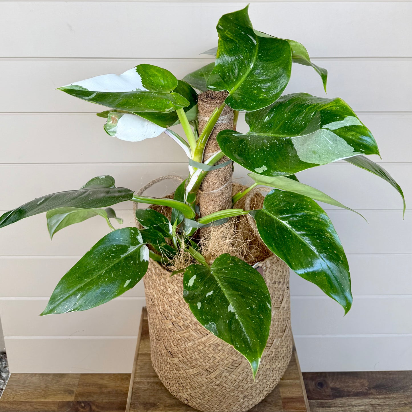 Philodendron White Wizard Plant