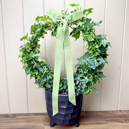 Ivy Wreath Plant