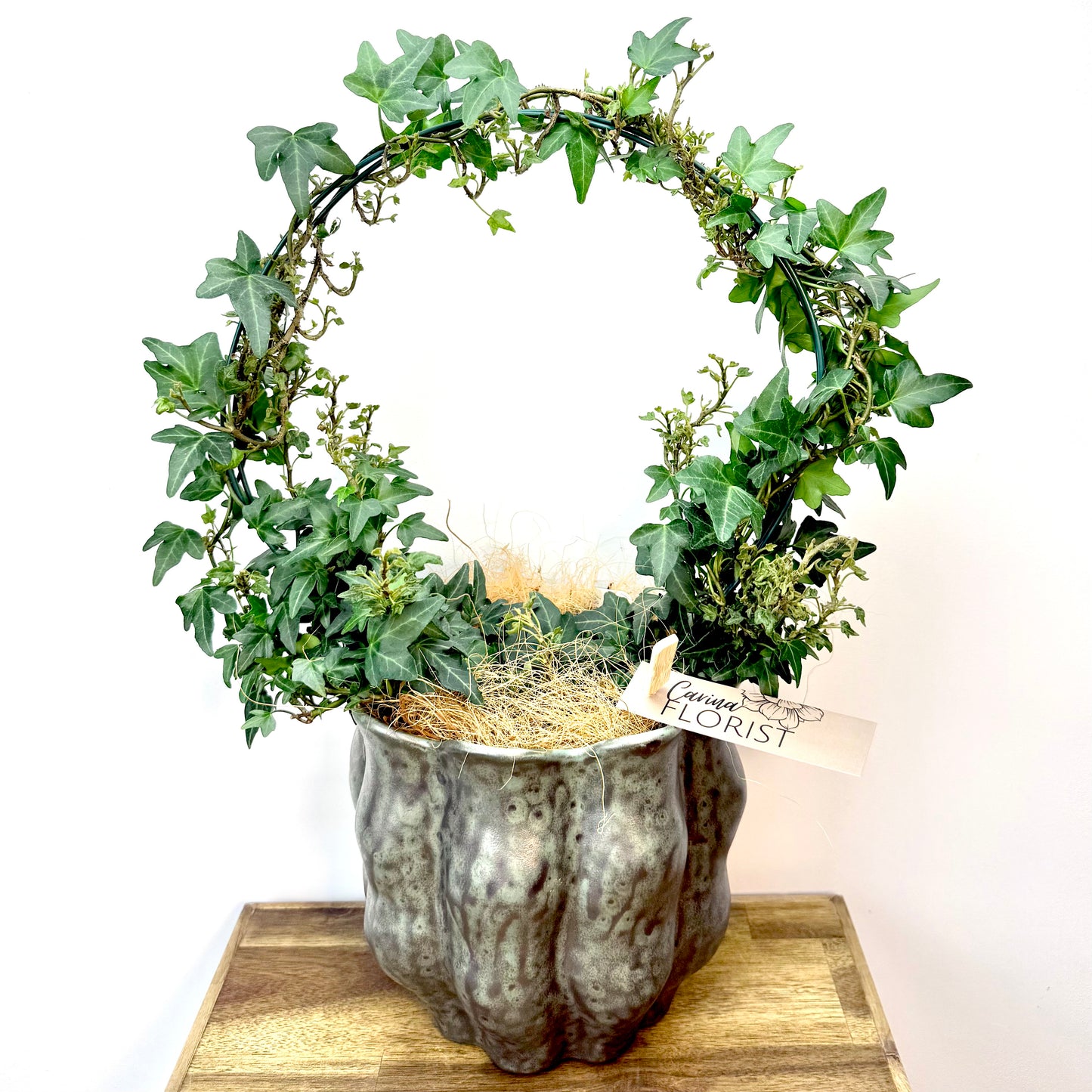 Ivy Wreath Plant