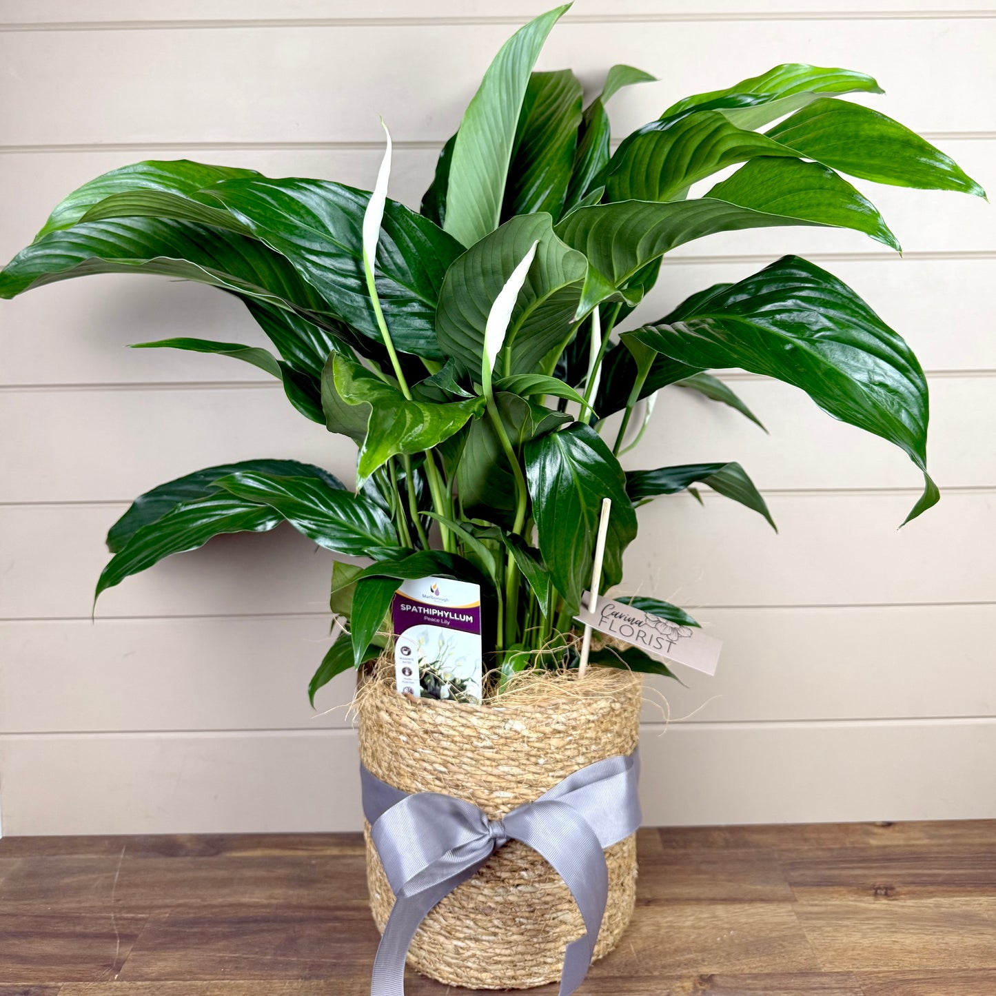 Peace Lily Plant